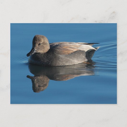 Gadwall Postcard Postkarte (Vorderseite)