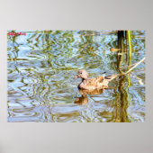 Gadwell Duck Poster (Vorne)
