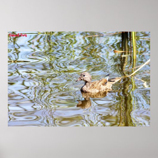 Gadwell Duck Poster (Vorne)