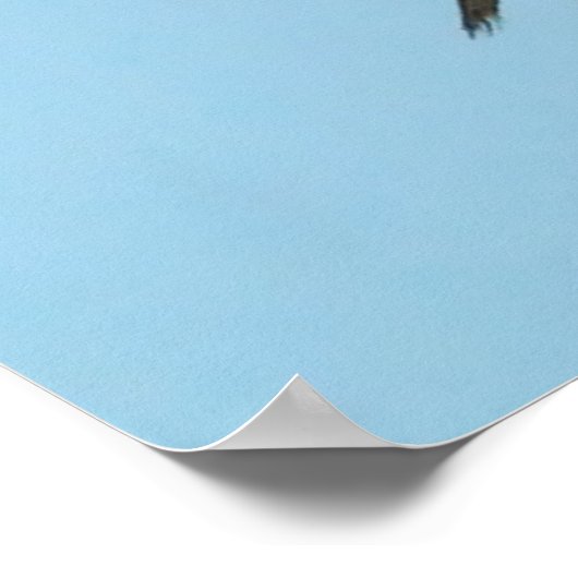 Gadwell Duck Poster (Ecke)