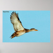 Gadwell Duck Poster (Vorne)