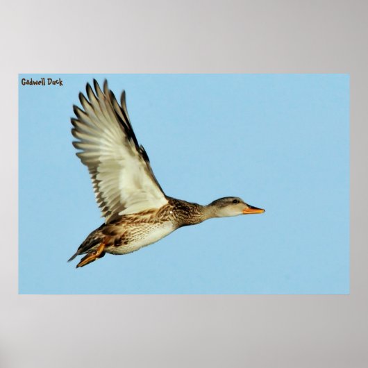 Gadwell Duck Poster (Vorne)