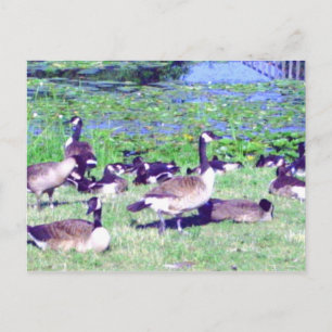 Gaggle der Gänsepostkarte Postkarte