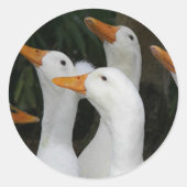 Gaggle der weißen Enten Runder Aufkleber (Vorderseite)