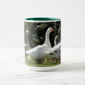 Gaggle domestizierter Gänse Tasse (Zentrum)