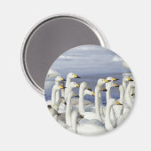 Gaggle Gese Magnet (Vorderseite/Rückseite)