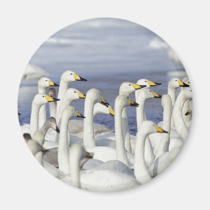 Gaggle Gese Magnet