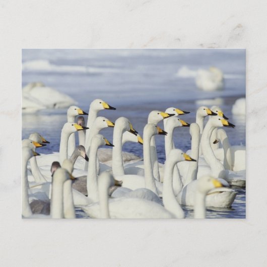 Gaggle Gese Postkarte (Vorderseite)