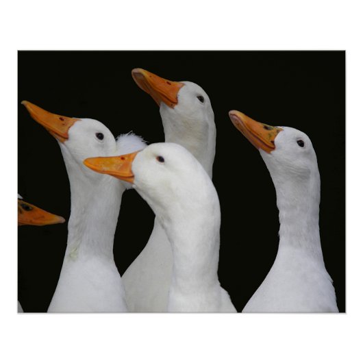 Gaggon der weißen Enten glänzend fotografisch Poster (Vorderseite)