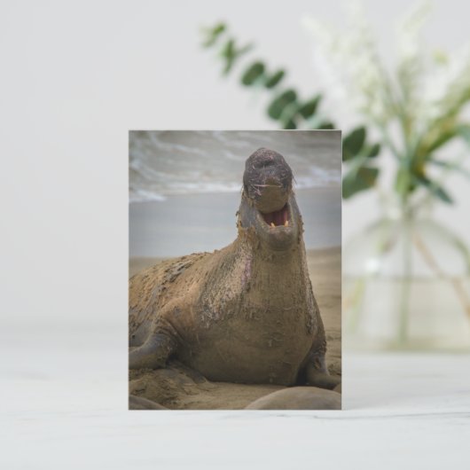 Gähnen eines Siegels Postkarte (Stehend Vorderseite)