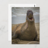 Gähnen eines Siegels Postkarte (Vorne/Hinten)