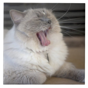gähnende Neva Masquerade-Katze Fliese