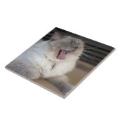 gähnende Neva Masquerade-Katze Fliese (Seite)