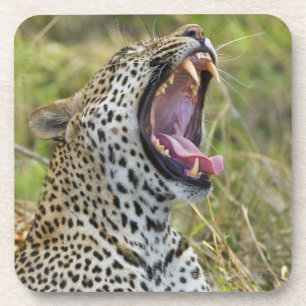 Gähnender Leopard, größerer Kruger Nationalpark Getränkeuntersetzer