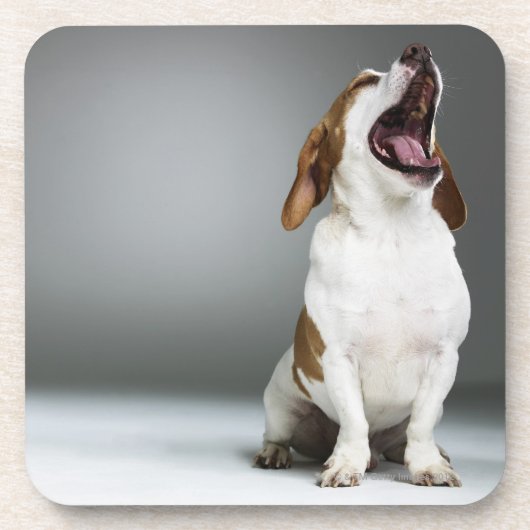 Gähnender Mischzuchthund Getränkeuntersetzer (Vorderseite)