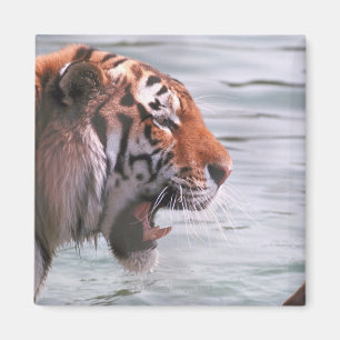 Gähnender Tiger im Wasser Magnet