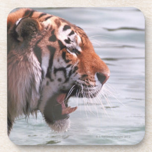 Gähnender Tiger im Wasser Untersetzer
