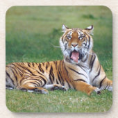 Gähnender Tiger Untersetzer (Vorderseite)