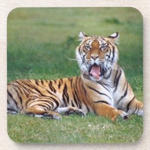 Gähnender Tiger Untersetzer