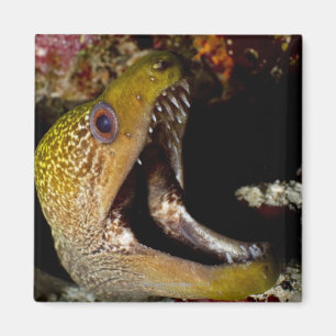 Gähnender und einschüchternder Mund von einem Magnet