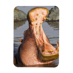 Gähnendes Flusspferd, Tansania Magnet