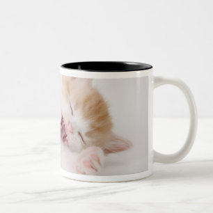 Gähnendes Kätzchen auf weißem Hintergrund Zweifarbige Tasse