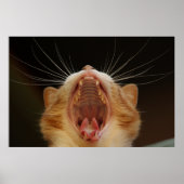 Gähnenkatze Kitty, Kitten Foto Poster (Vorne)