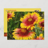 GAILARDIA AUF DER PRAIRIE - POSTCARD POSTKARTE (Vorne/Hinten)