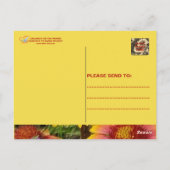 GAILARDIA AUF DER PRAIRIE - POSTCARD POSTKARTE (Rückseite)