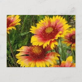 GAILARDIA AUF DER PRAIRIE - POSTCARD POSTKARTE