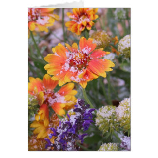 Gaillardia