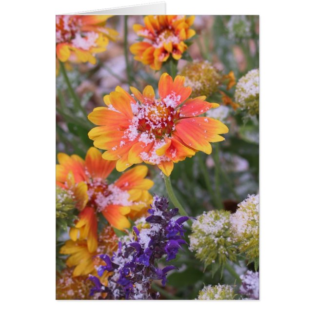Gaillardia (Vorne)