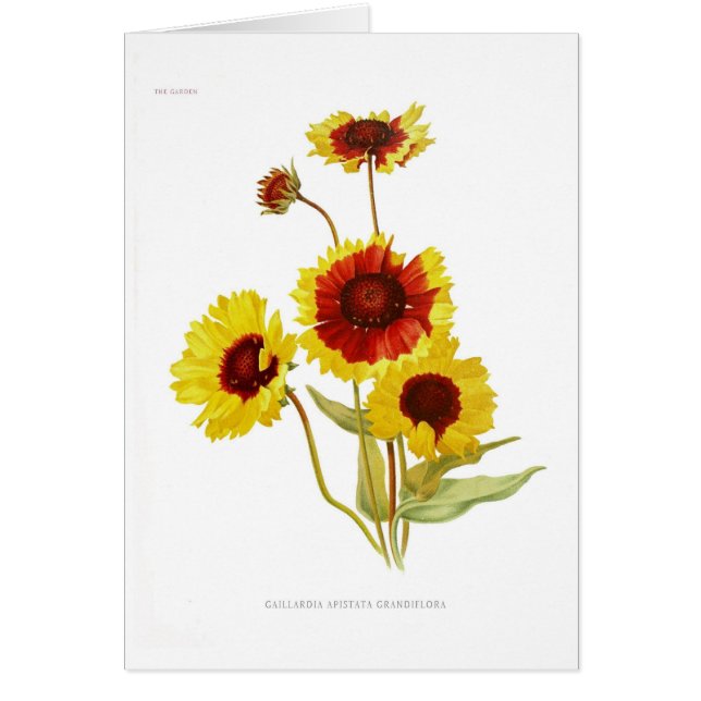 Gaillardia (Vorne)