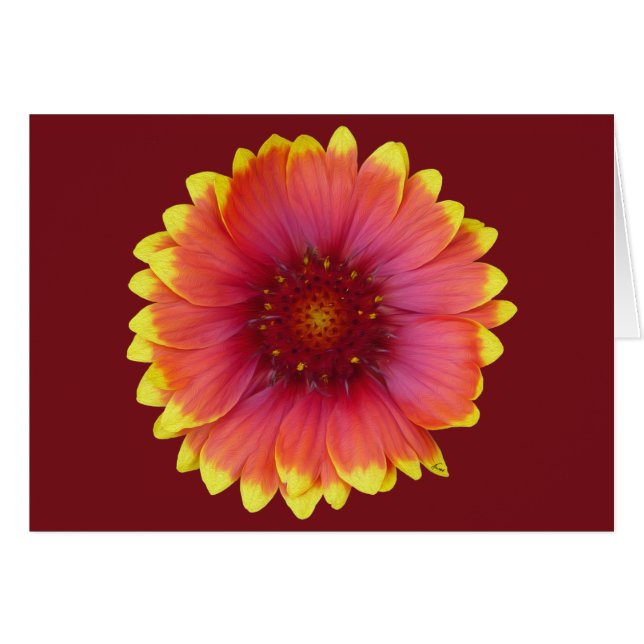 Gaillardia 1 (Vorderseite (Horizontal))