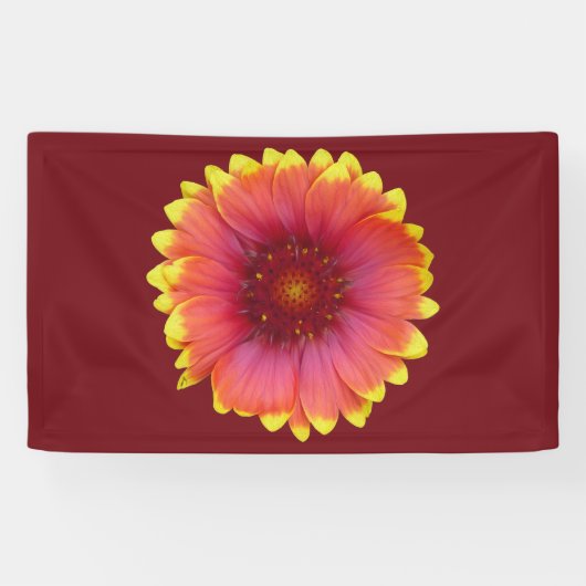 Gaillardia 1 banner (Horizontal)