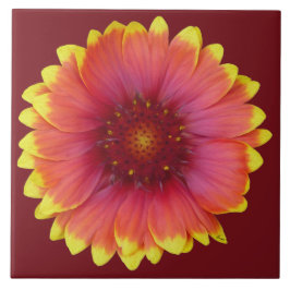 Gaillardia 1 fliese