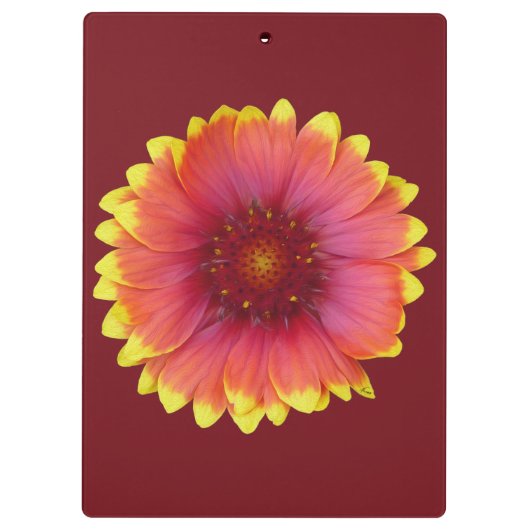 Gaillardia 1 klemmbrett (Rückseite)