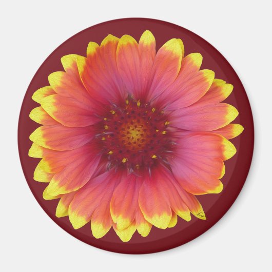 Gaillardia 1 magnet (Vorne)