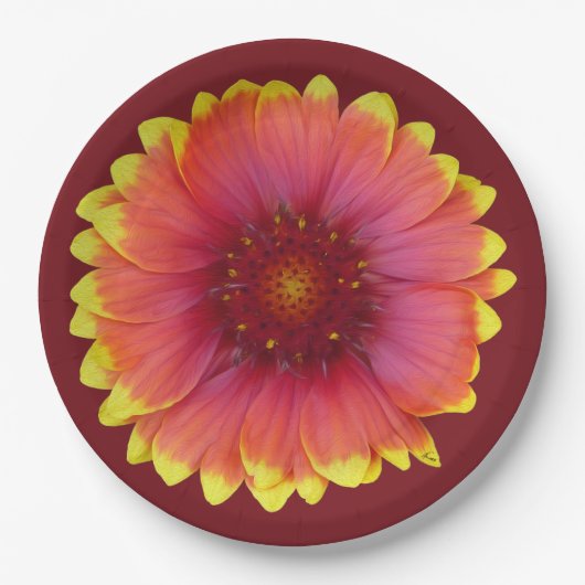 Gaillardia 1 pappteller (Vorderseite)