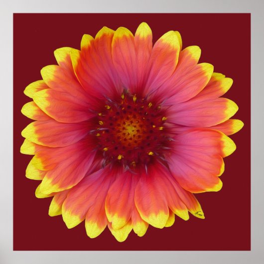 Gaillardia 1 poster (Vorne)