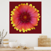 Gaillardia 1 poster (Küche)
