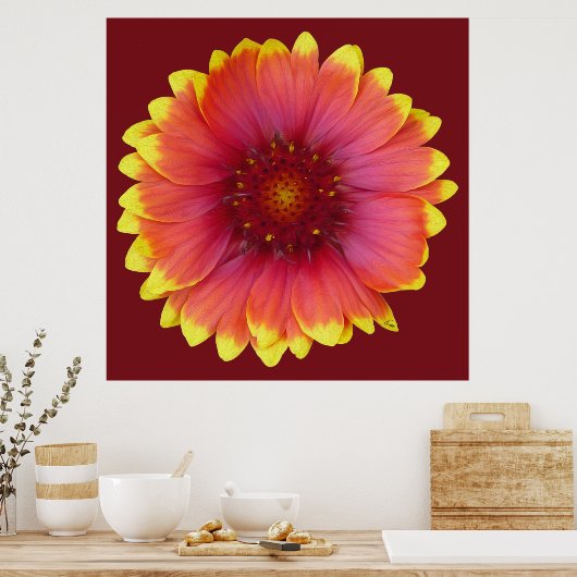 Gaillardia 1 poster (Küche)