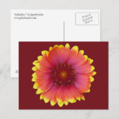 Gaillardia 1 postkarte (Vorne/Hinten)