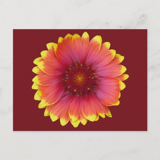 Gaillardia 1 postkarte (Vorderseite)