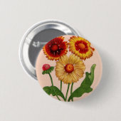 Gaillardia gaillardias button (Vorne & Hinten)