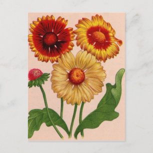 Gaillardia gaillardias postkarte