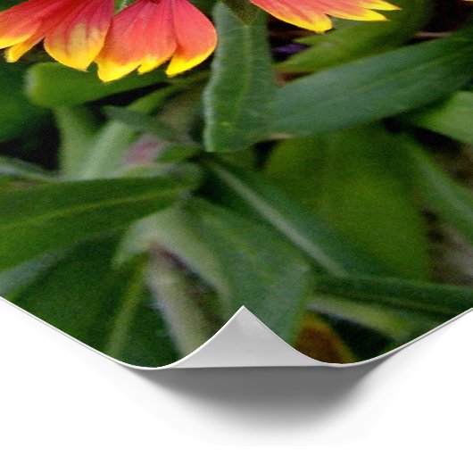 Gaillardia Poster (Ecke)