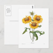 Gaillardia Postkarte (Vorne/Hinten)