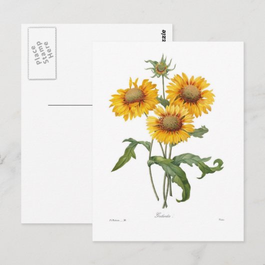 Gaillardia Postkarte (Vorne/Hinten)