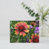 Gaillardia Postkarte (Stehend Vorderseite)